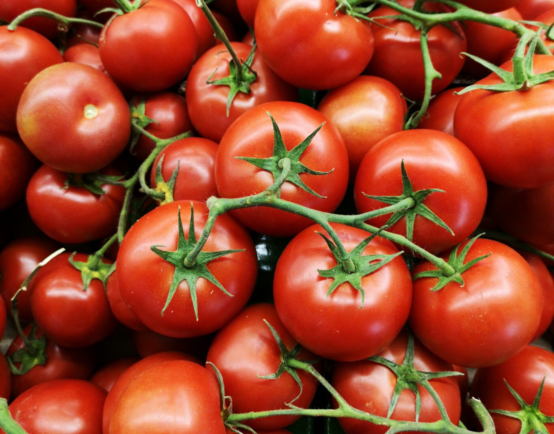 fotografía de tomates