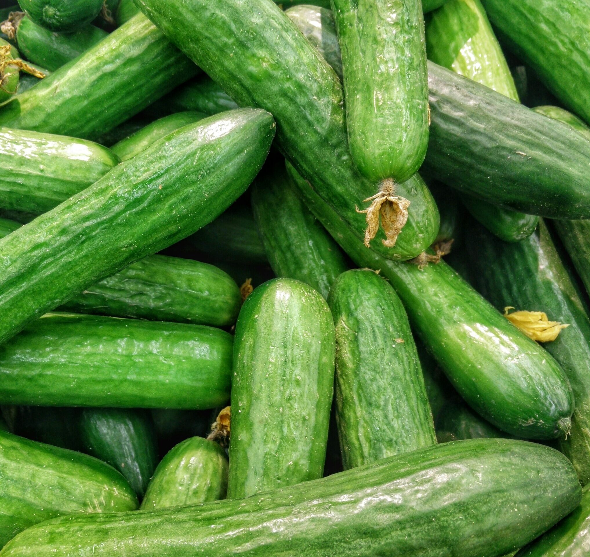 fotografía de pepinos